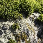 VFebrer_Mosses_NH_03-22-2020