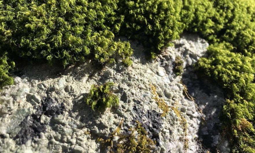 VFebrer_Mosses_NH_03-22-2020