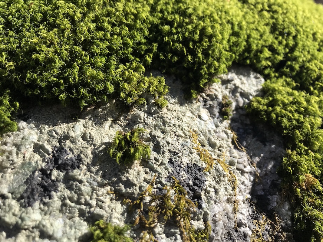 VFebrer_Mosses_NH_03-22-2020