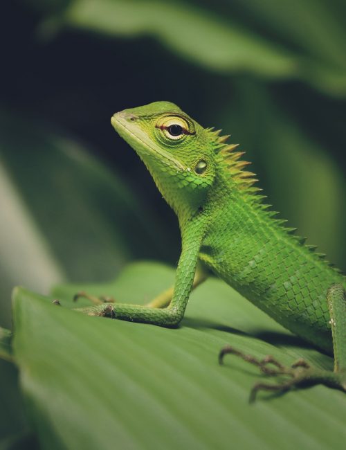 animal-3032194_1920